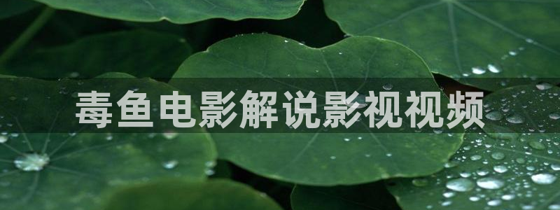 茄子视频18